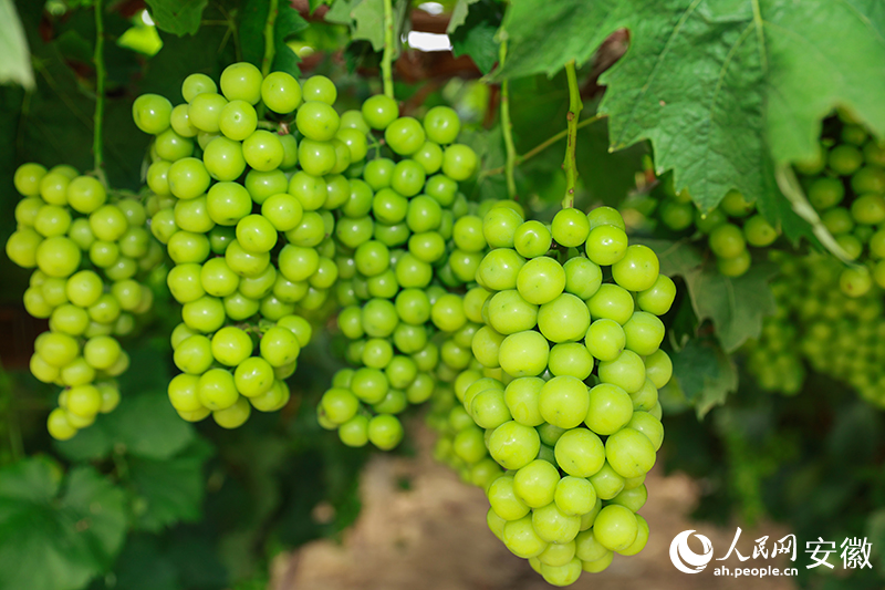 老童的葡萄園里，正待采摘的葡萄掛滿枝頭。人民網(wǎng)記者 張俊攝