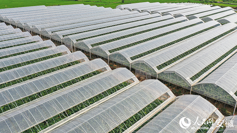 老童家的葡萄園聯(lián)動(dòng)大棚。人民網(wǎng)記者 張俊攝