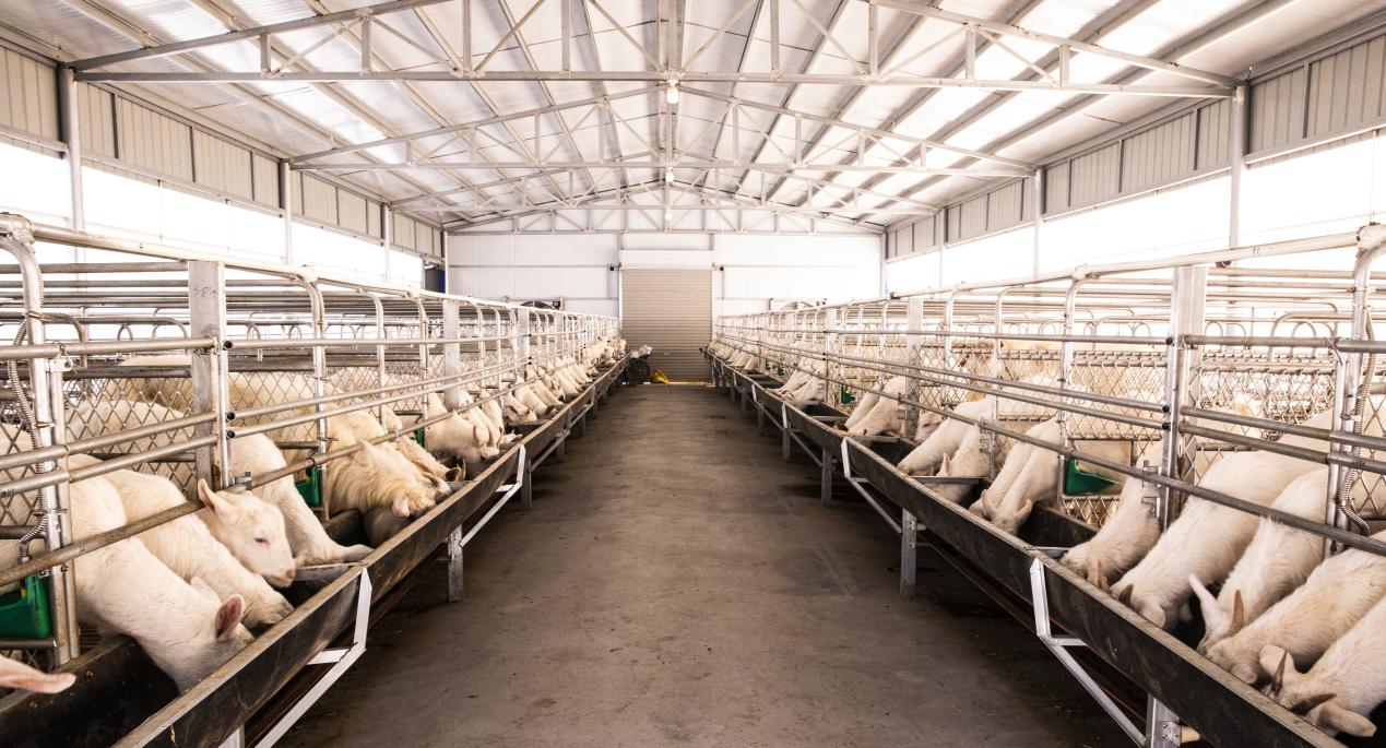 養(yǎng)羊基地。濉溪縣委宣傳部供圖