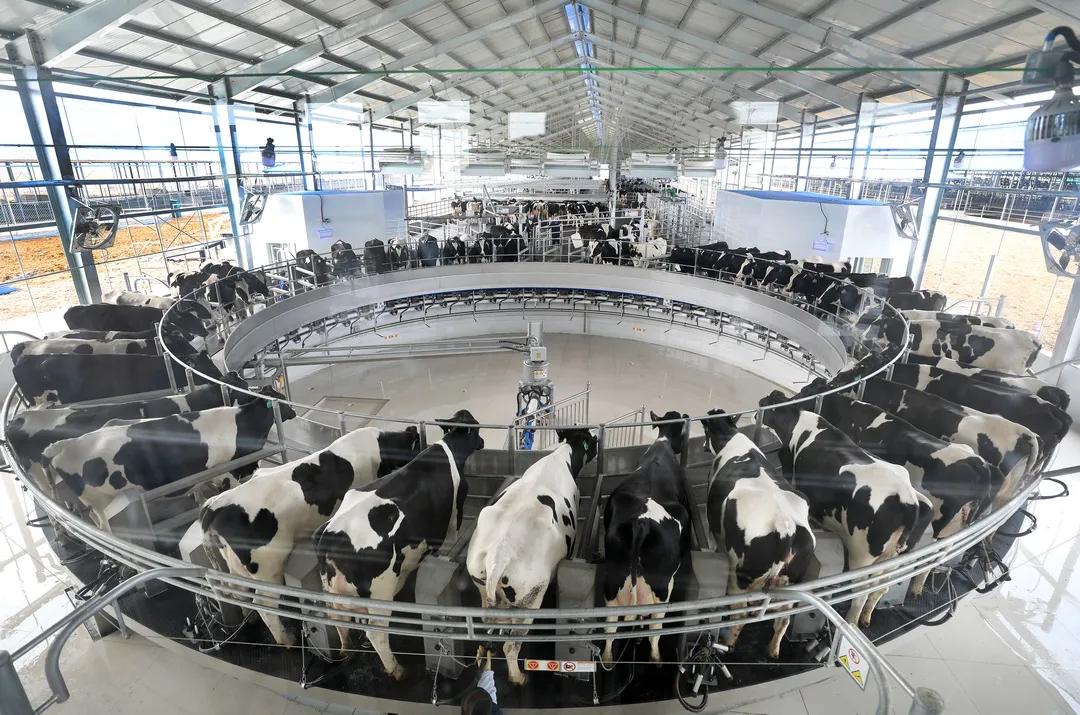 一頭頭在擠奶大廳進(jìn)行自動(dòng)化擠奶。 受訪者供圖