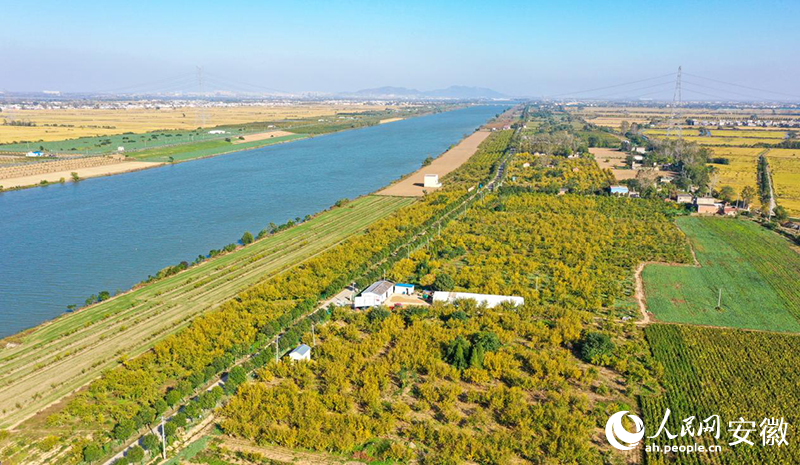 俯瞰懷遠(yuǎn)石榴百里畫廊。人民網(wǎng)記者 張俊攝