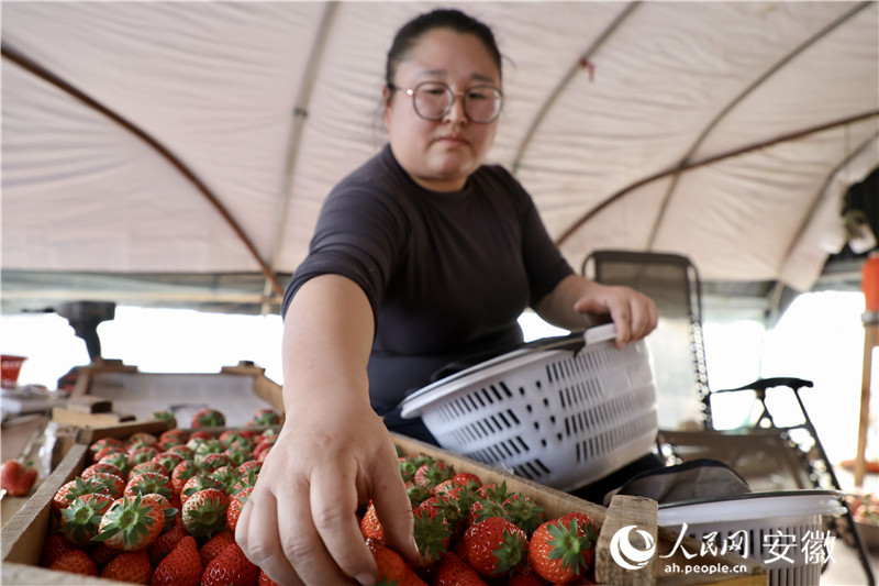 老江妻子為新鮮摘上來的草莓分級(jí)。人民網(wǎng)記者 汪瑞華攝